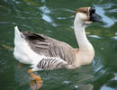 African Goose 1