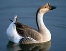 African Goose 2