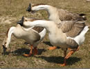 African Goose 8